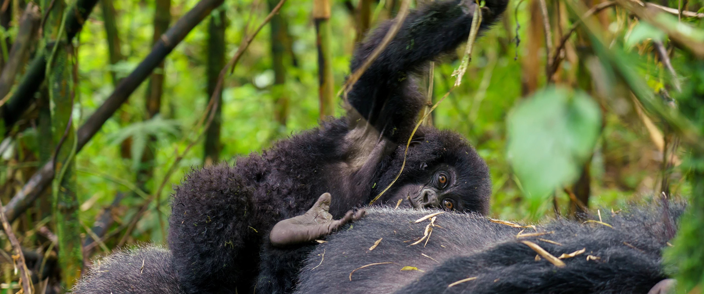 Gorilla Trekking Uganda