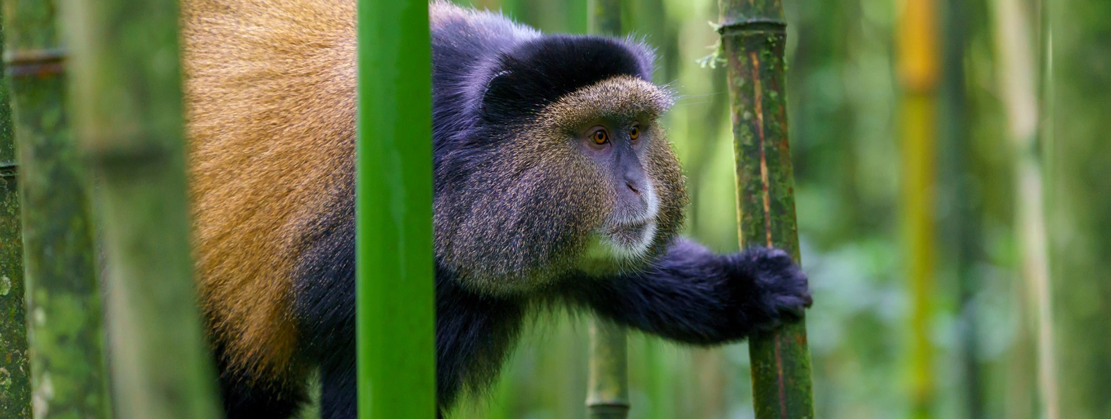 Golden monkey in Volcanoes national park